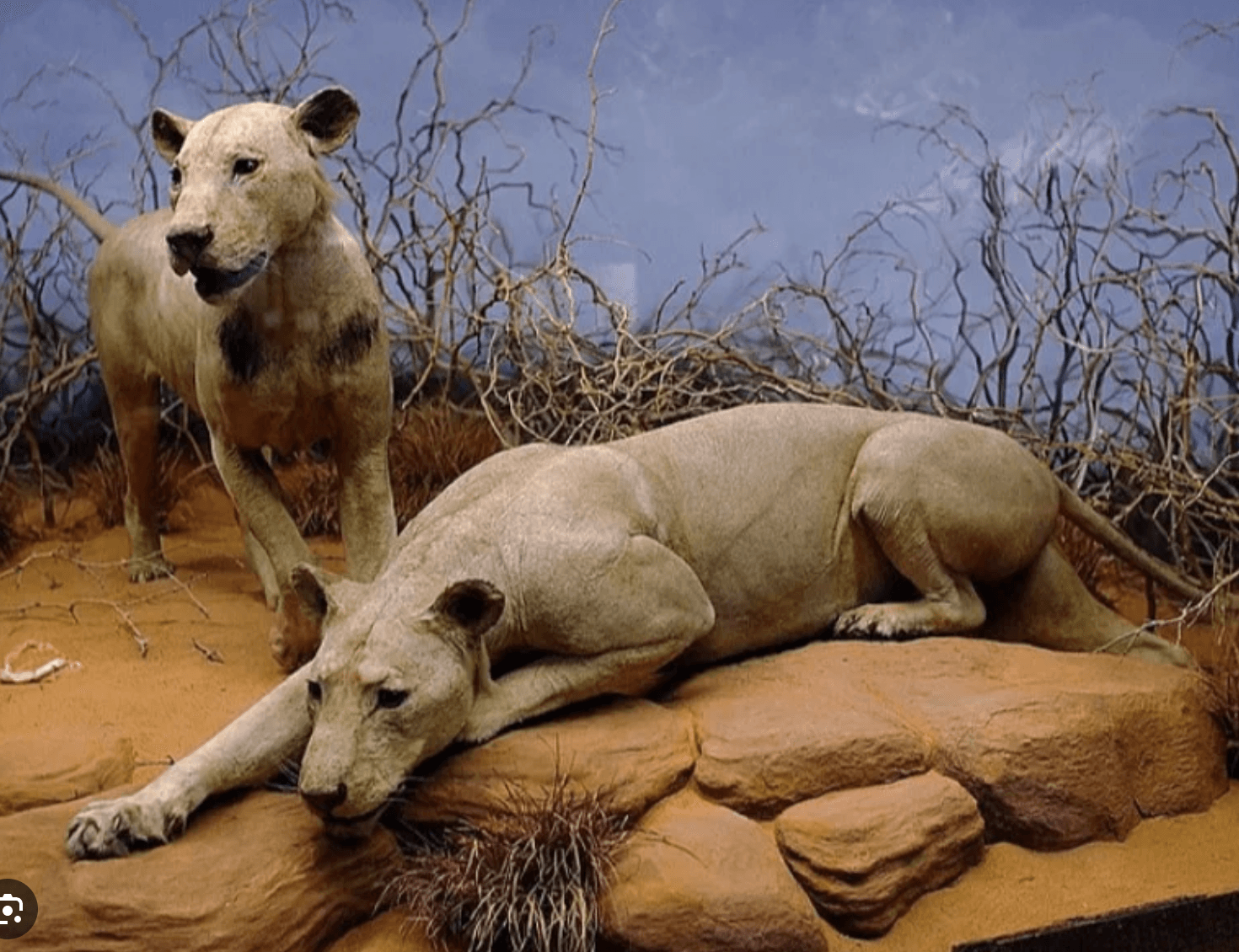 lwy ludojady z Tsavo